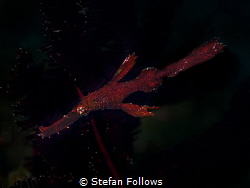 Night Rider

Robust Ghost Pipefish - Solenostomus cyano... by Stefan Follows 